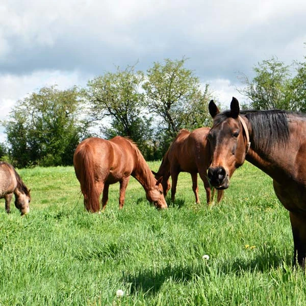 Pension pour chevaux à Chadeleuf, Puy-de-Dôme